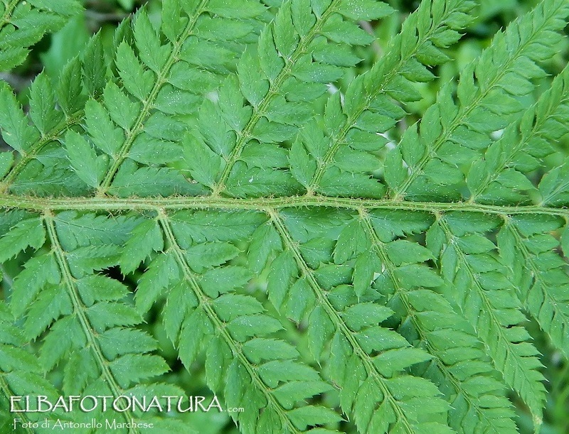 Felce: Dryopteris sp da determinare